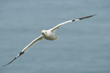 Oiseaux de mer<br>NIKON D4, 500 mm, 640 ISO,  1/2000 sec,  f : 8 